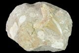 Otodus Shark Tooth Fossil in Rock - Eocene #139860-1